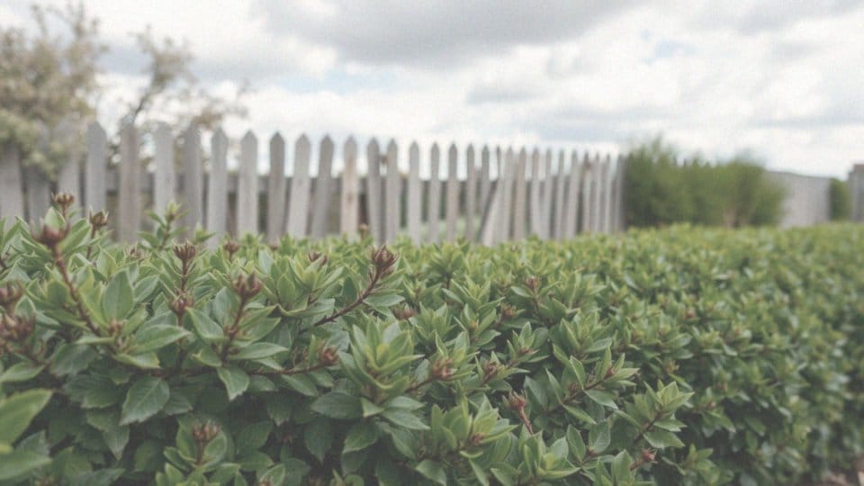 Berberys na żywopłot – idealny wybór do Twojego ogrodu