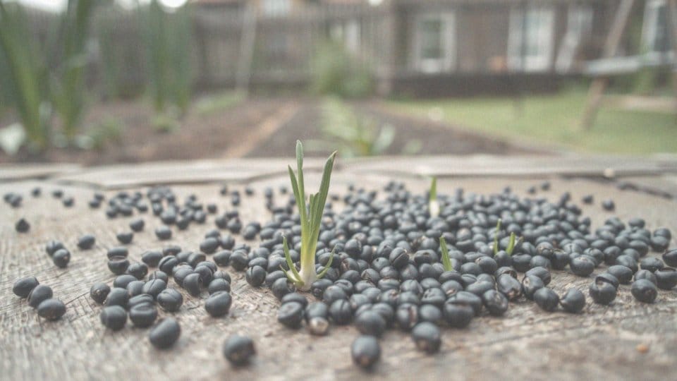 Cebula siedmiolatka nasiona – jak uprawiać i pielęgnować?