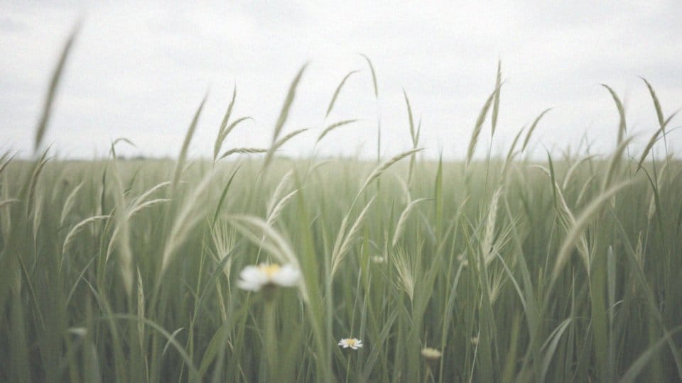 Co pyli w maju? Przewodnik po alergenach i ich wpływie