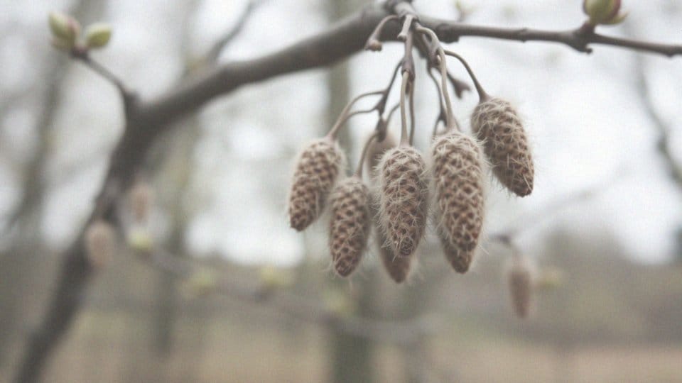 Co pyli w marcu i kwietniu? Przewodnik dla alergików