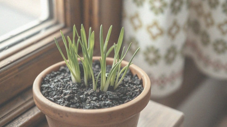 Szczypiorek z nasion w doniczce – jak go uprawiać w domu?